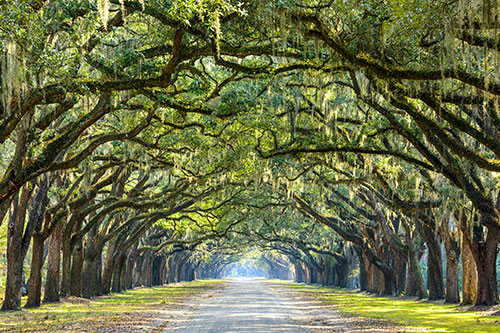 move truck savannah